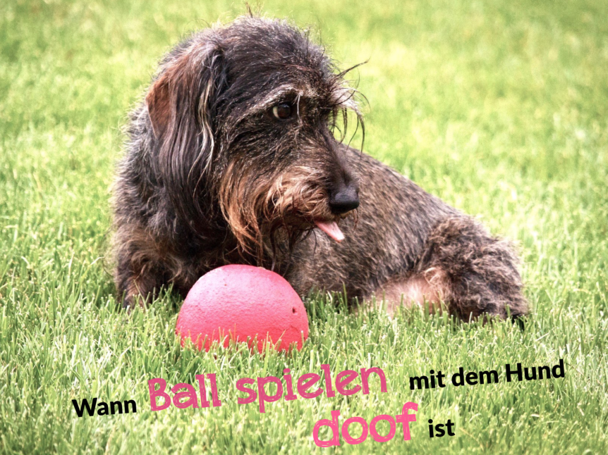 Ball spielen mit dem Hund