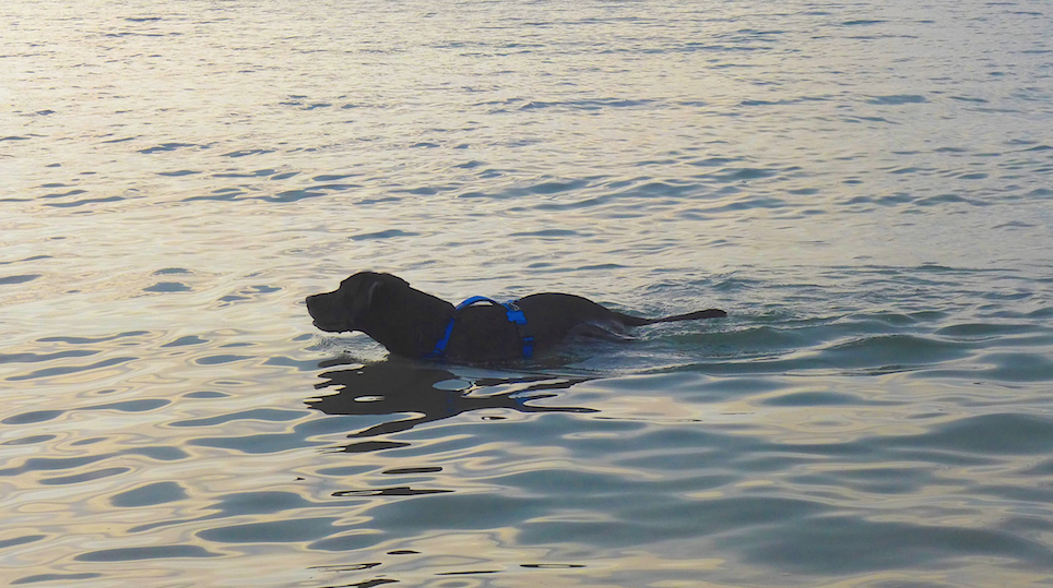 Strandurlaub mit Hund - Schwimmen im Meer
